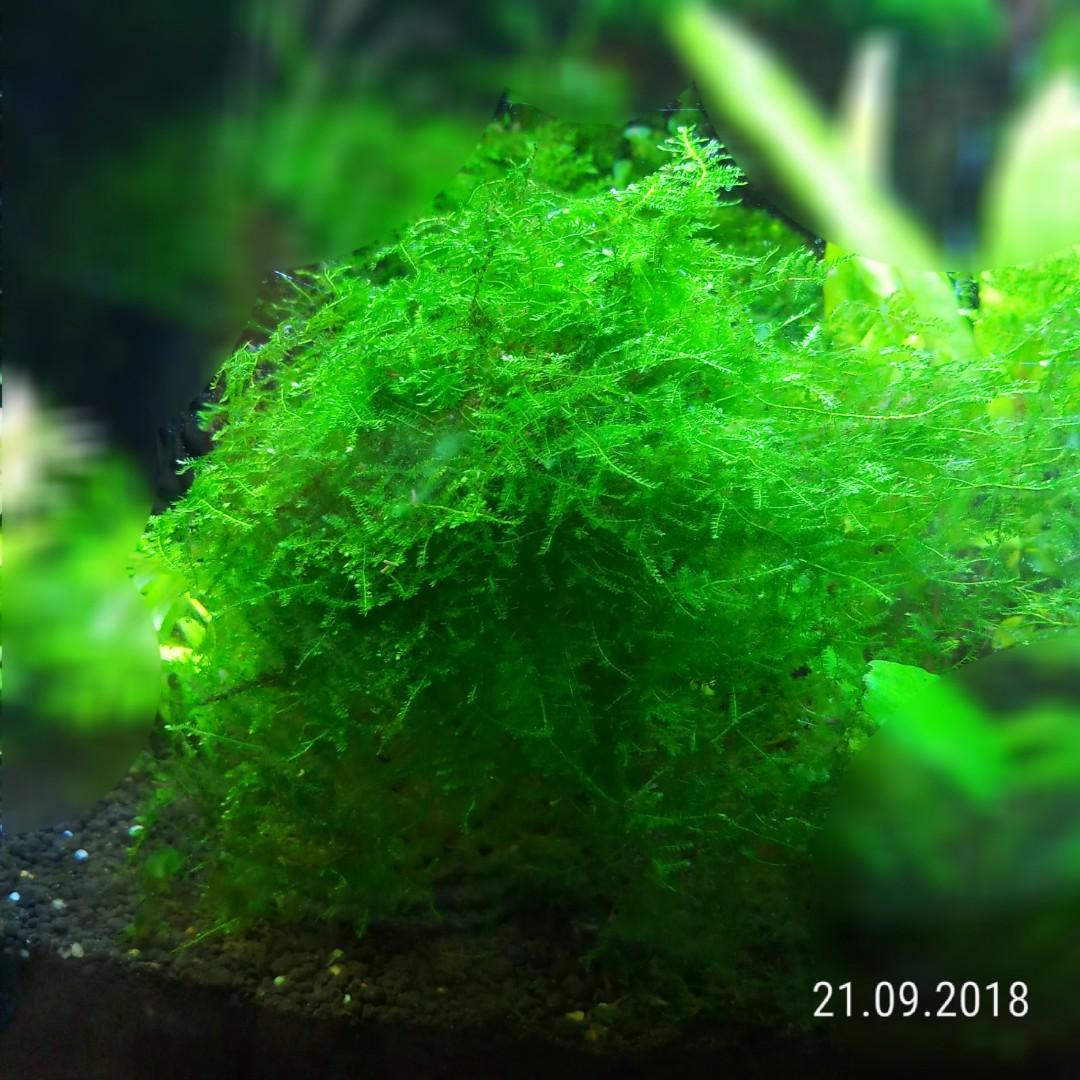 Lush Highgrade Christmas Anchor Moss For Shrimp Tank Planted Aquarium Bonsai Tree Healthy N Beautiful Hard To Find No Fertilizer Used Safe For Shrimps Reserved Pet Supplies For Fish Fish Tanks On