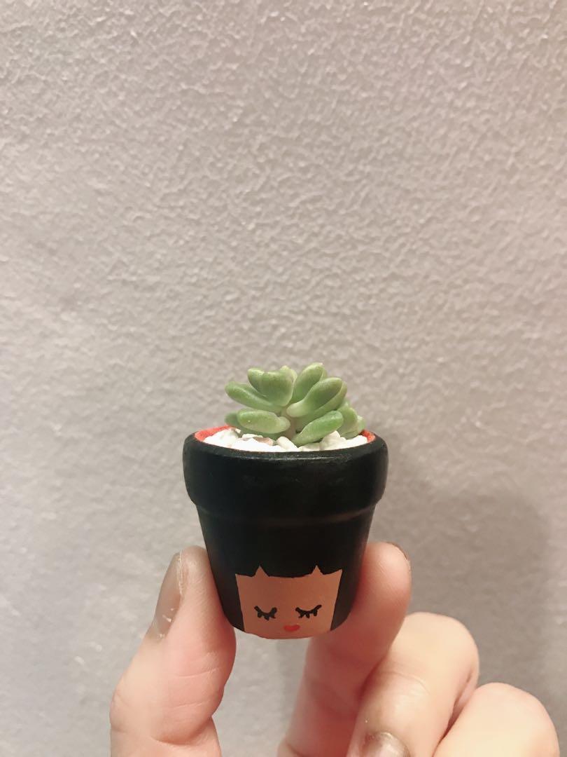 Succulent In Hand Painted Terracotta Pot Gardening Plants On