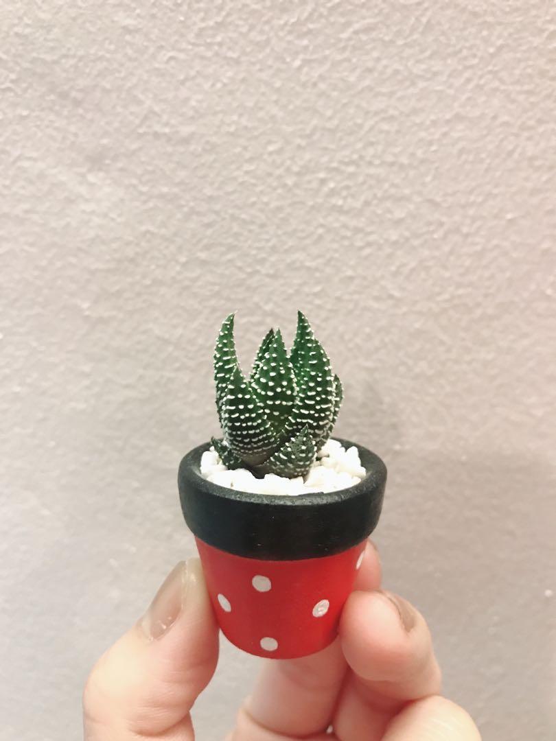 Succulent Plant In Hand Painted Terracotta Pot Gardening Plants