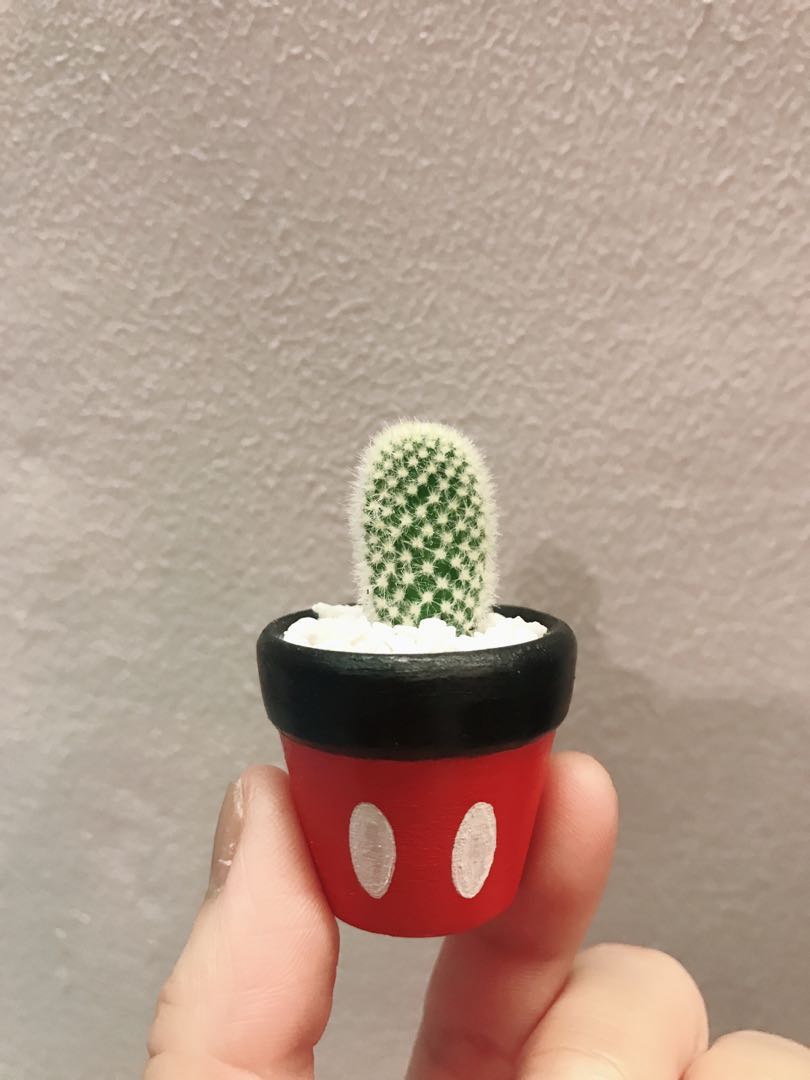 Succulent Plant In Hand Painted Terracotta Pot Gardening Plants