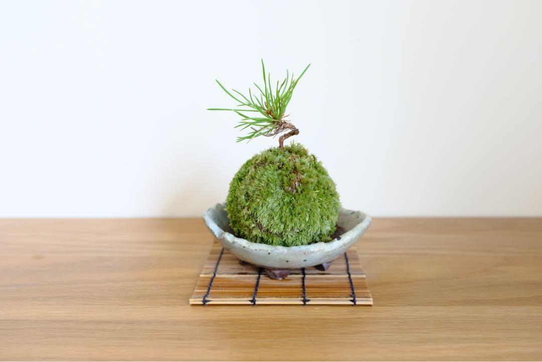 苔玉五葉松苔球桌上辦公室植物 傢俬 家居 家居裝飾 人工植物盆栽 Carousell
