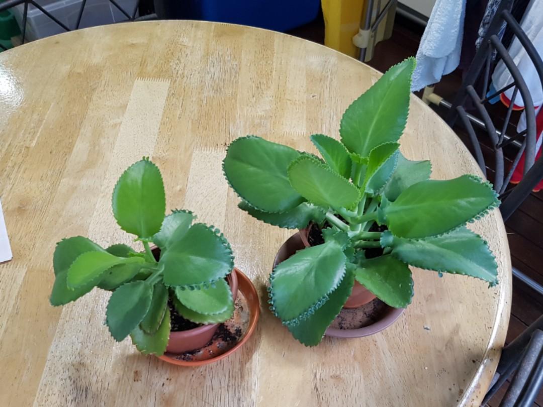 Mother of Thousands plant, Furniture &amp; Home Living, Home Decor ...