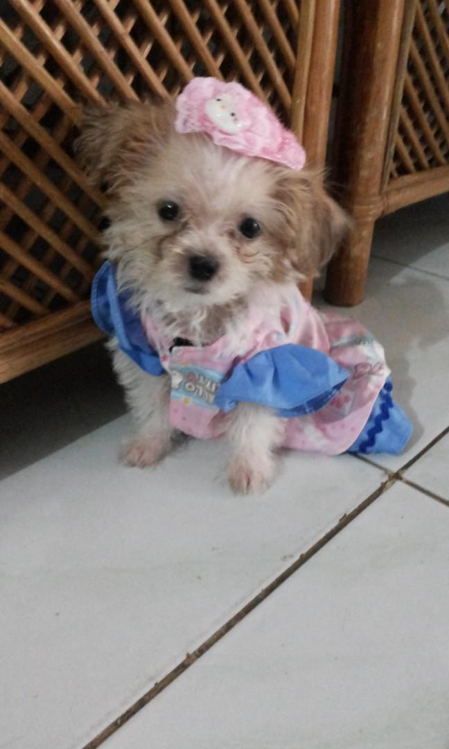 Baju Anjing Kecil Dress Hello Kitty Pet Supplies Accessories On