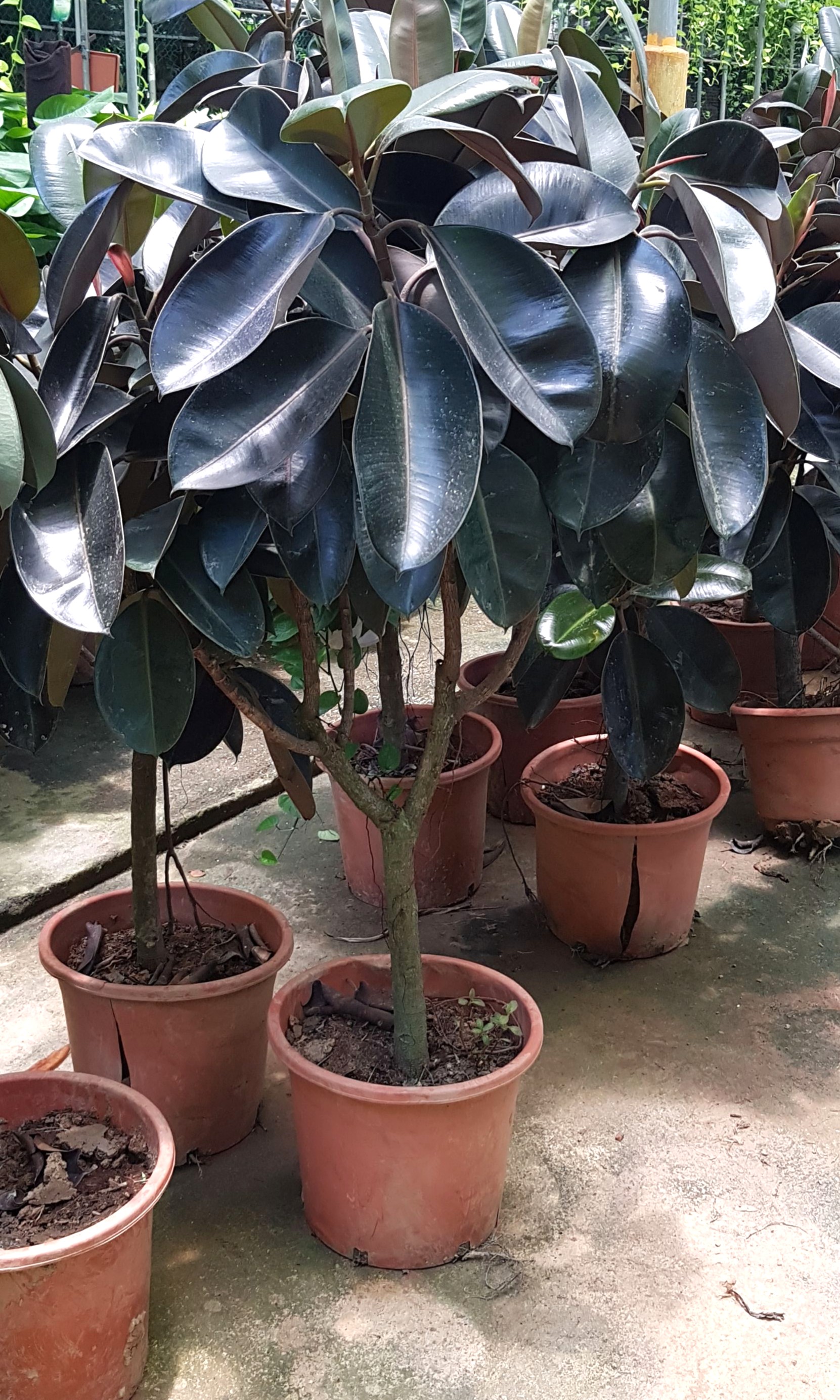 Plant - Ficus elastica Burgundy / Rubber Fig, Rubber Plant🌿 ($14.50/$35