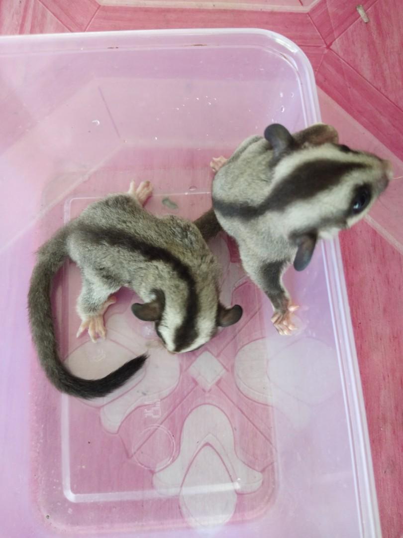 Sugar Glider Sepasang Perlengkapan Hewan Aksesoris Hewan Di Carousell