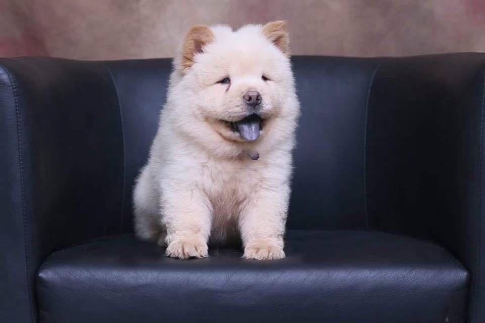 PURE BREED CHOW CHOW Pet Supplies Pet Food on Carousell