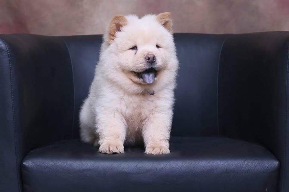 Pure chow clearance