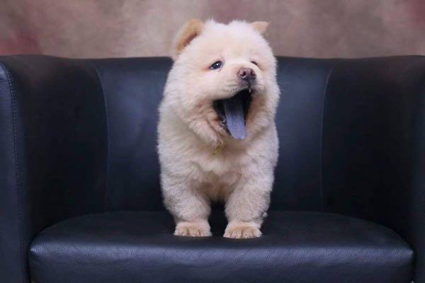 PURE BREED CHOW CHOW Pet Supplies Pet Food on Carousell