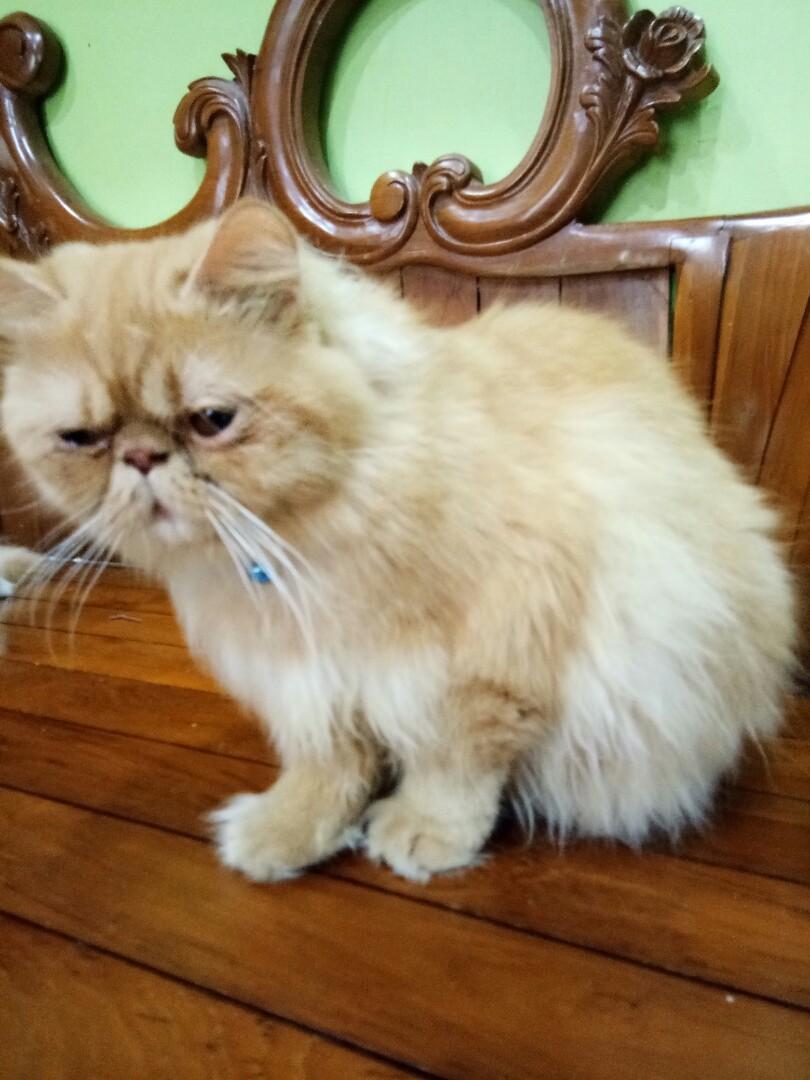 Flatface Highnose Persian, Pet Supplies, Health & Grooming on Carousell