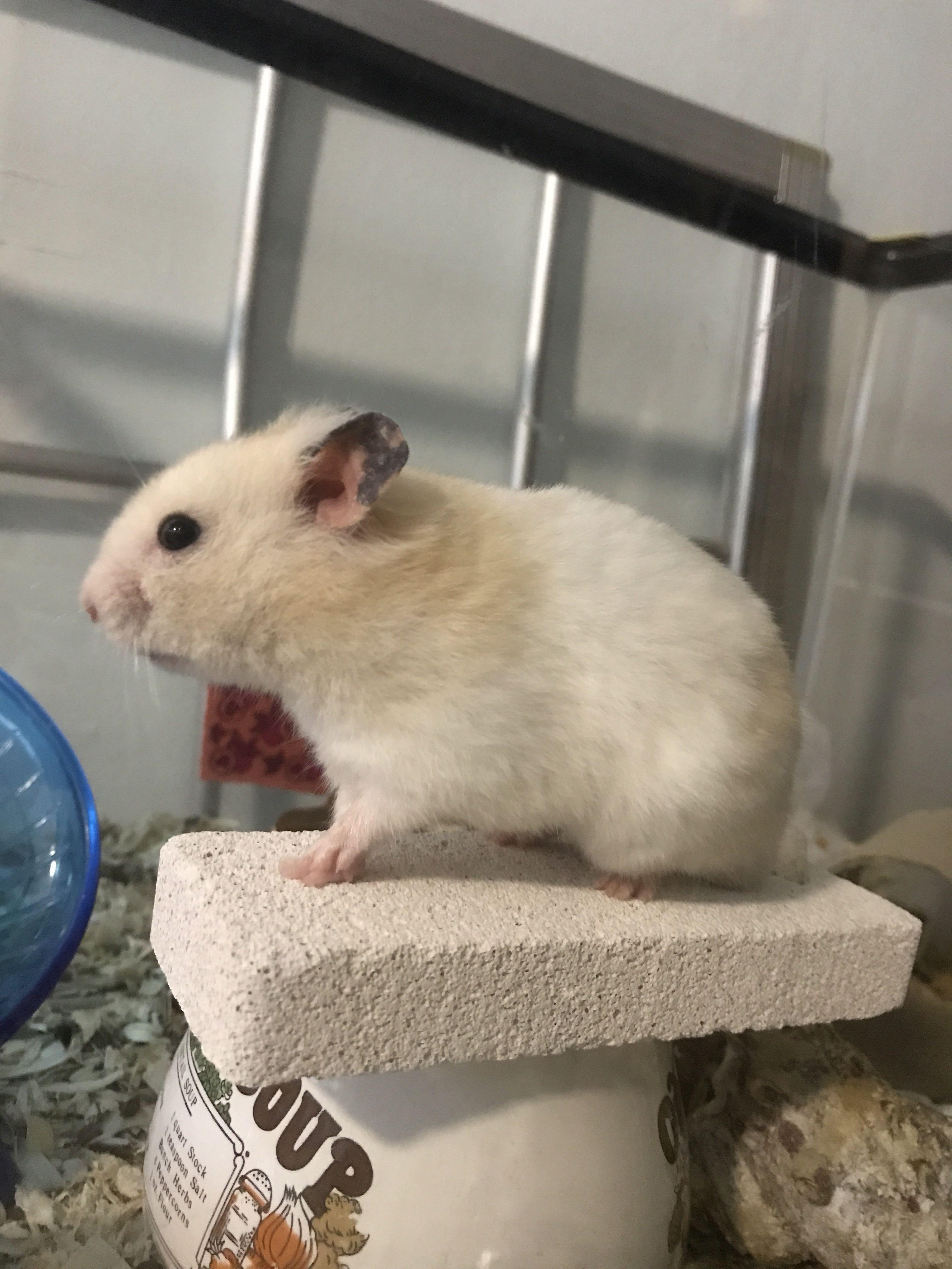 Hamster gnawing deals