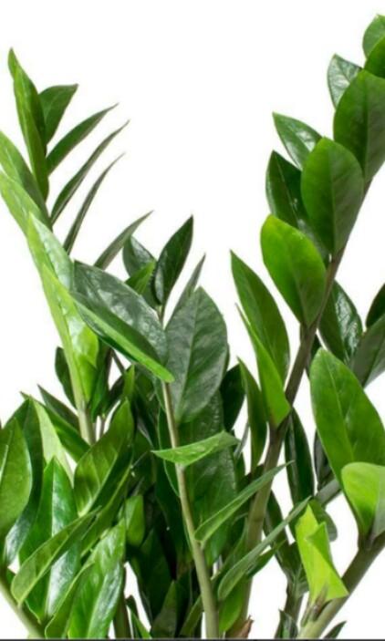 Pokok Duit Duit Ong Zz Plants Zamioculcas Zamiifolia Home Furniture Gardening On Carousell