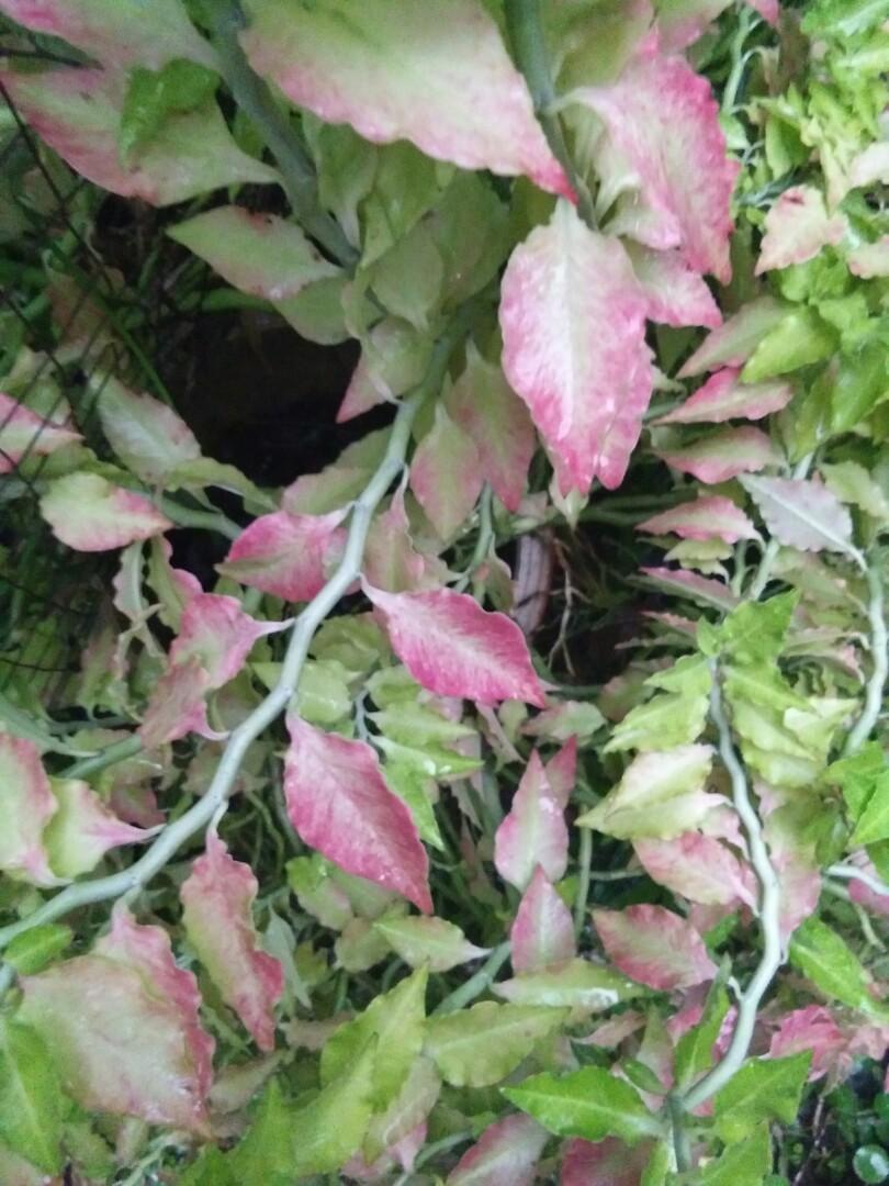 Pokok Lipan Pink (Pedilanthus tithymaloides ‘Variegatus’ / Devil’s