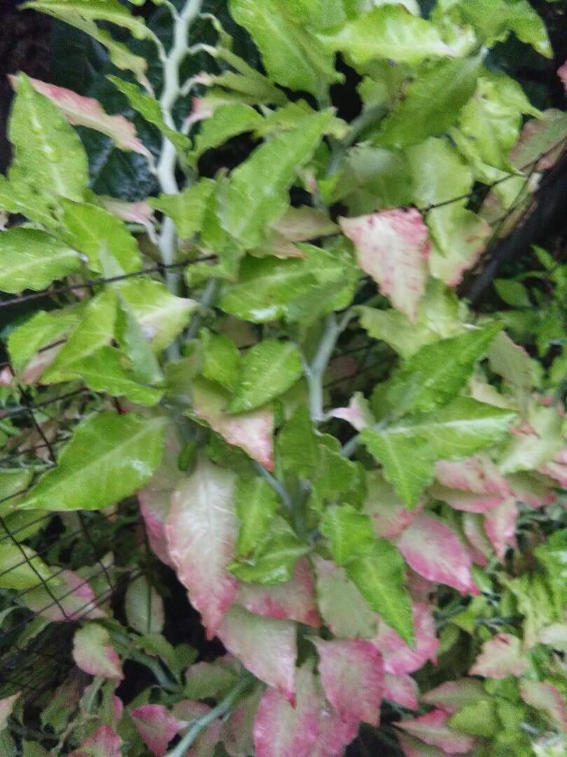 Pokok Lipan Pink (Pedilanthus tithymaloides ‘Variegatus’ / Devil’s