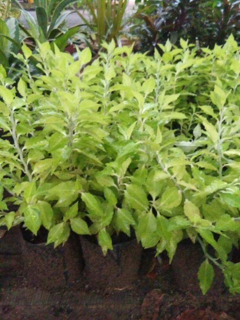 Pokok Lipan Pink (Pedilanthus tithymaloides ‘Variegatus’ / Devil’s