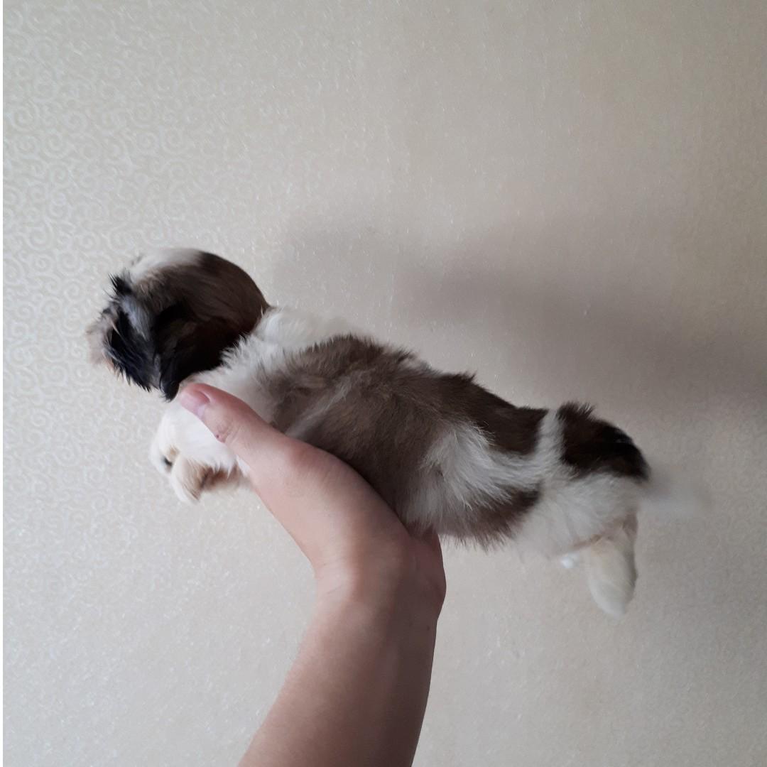 Jual mini discount shih tzu