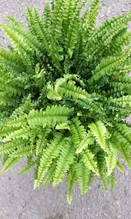 (Category: ) located in . Submitted by urban.cultivar (Listing ID 192049431, Image 1). Description: .