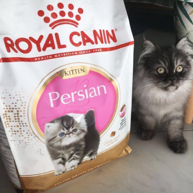 Bn Royal Canin Kitten Persian Dry Cat Food Pet Supplies On Carousell