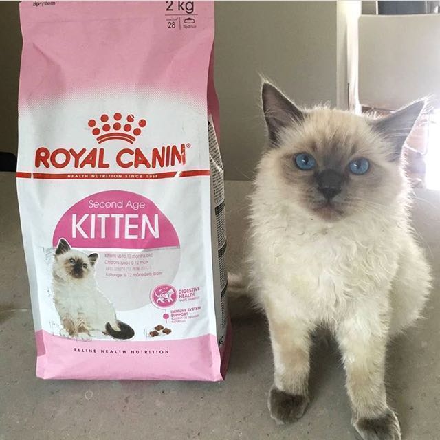 royal canin second age kitten dry food