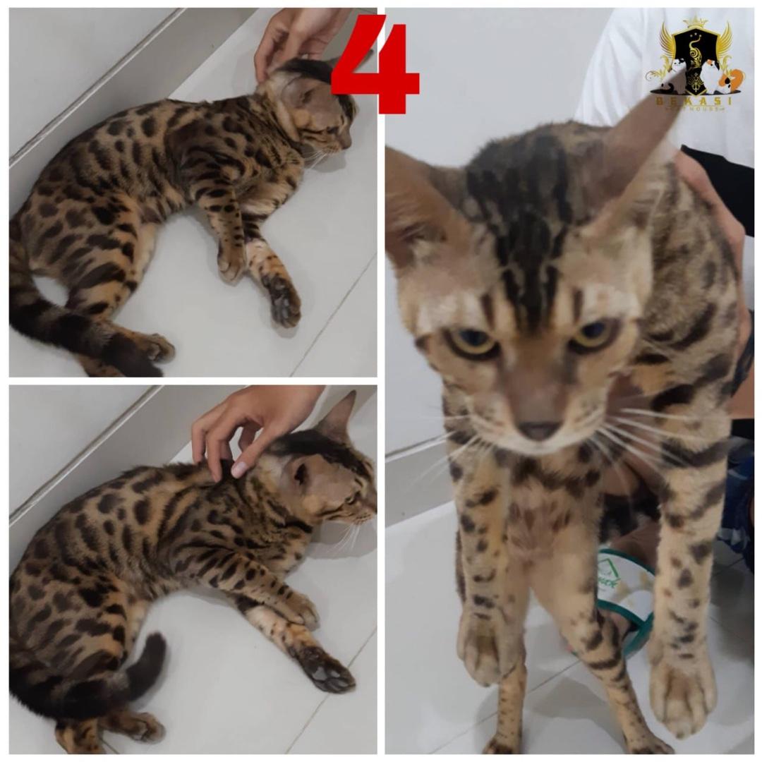 Jual 13 Kucing Bengal Kitten Adult Bekasi Murah Non Pedgiree Perlengkapan Hewan Makanan Hewan Di Carousell