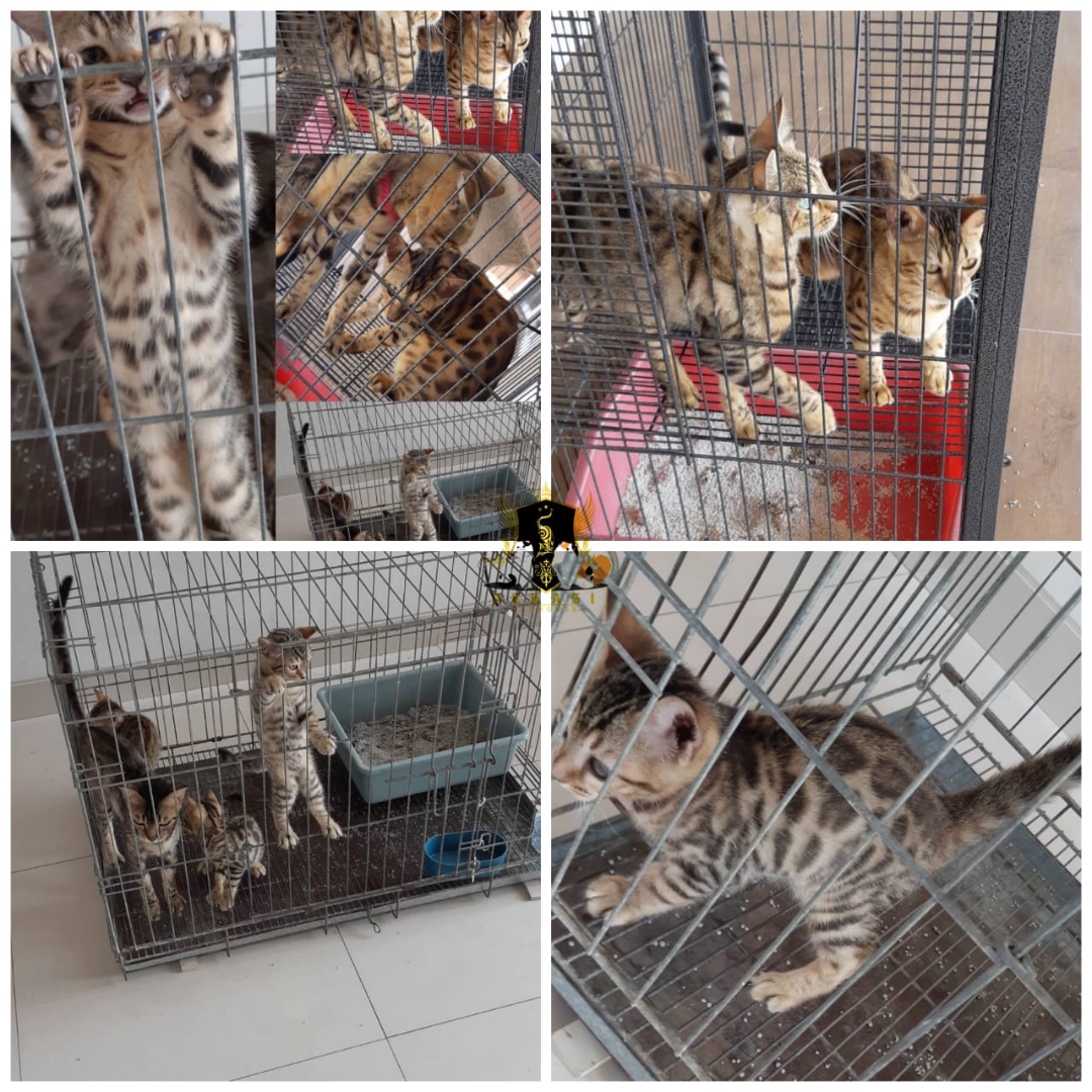 Jual 13 Kucing Bengal Kitten Adult Bekasi Murah Non Pedigree Pure Perlengkapan Hewan Aksesoris Hewan Di Carousell