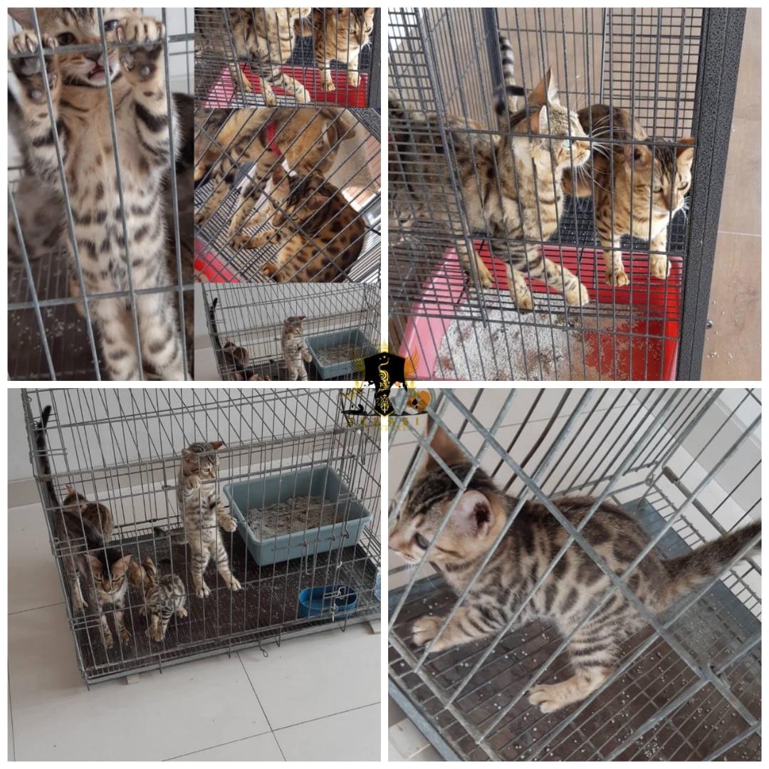 Harga clearance kitten bengal