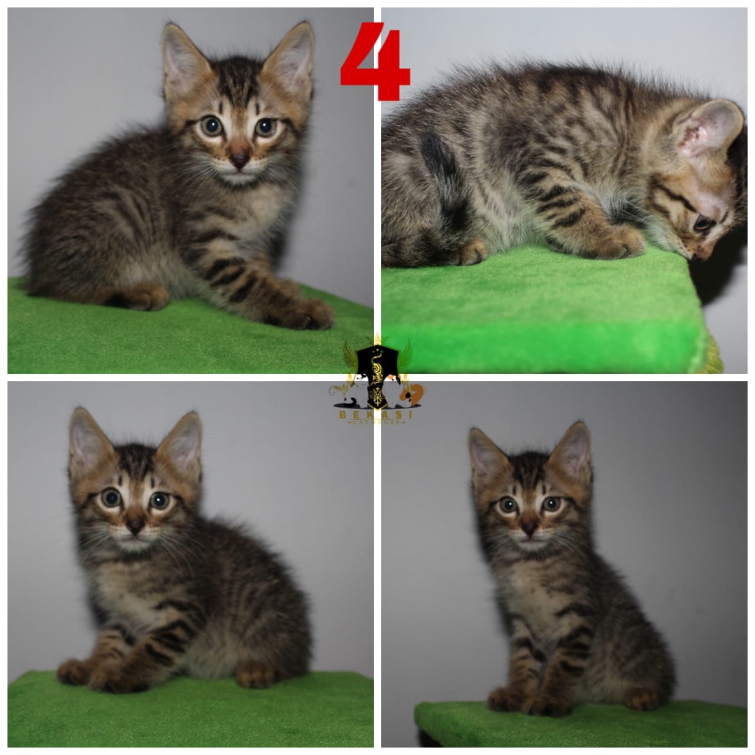 Jual 4 kucing persia medium kitten murah bekasi Perlengkapan