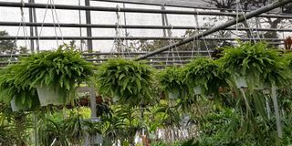 (Category: ) located in . Submitted by urban.cultivar (Listing ID 192049431, Image 1). Description: .