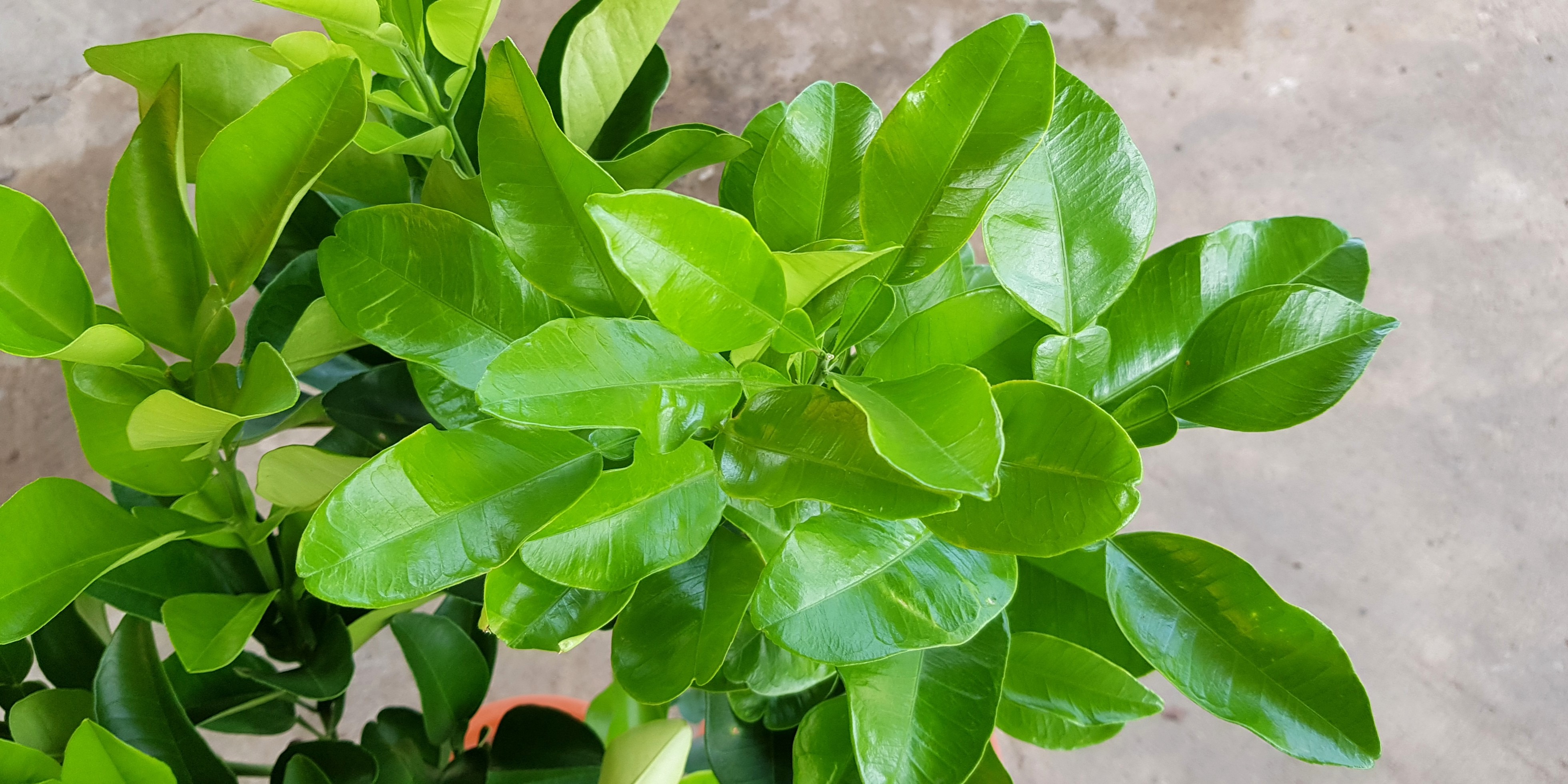 Pomelo leaves