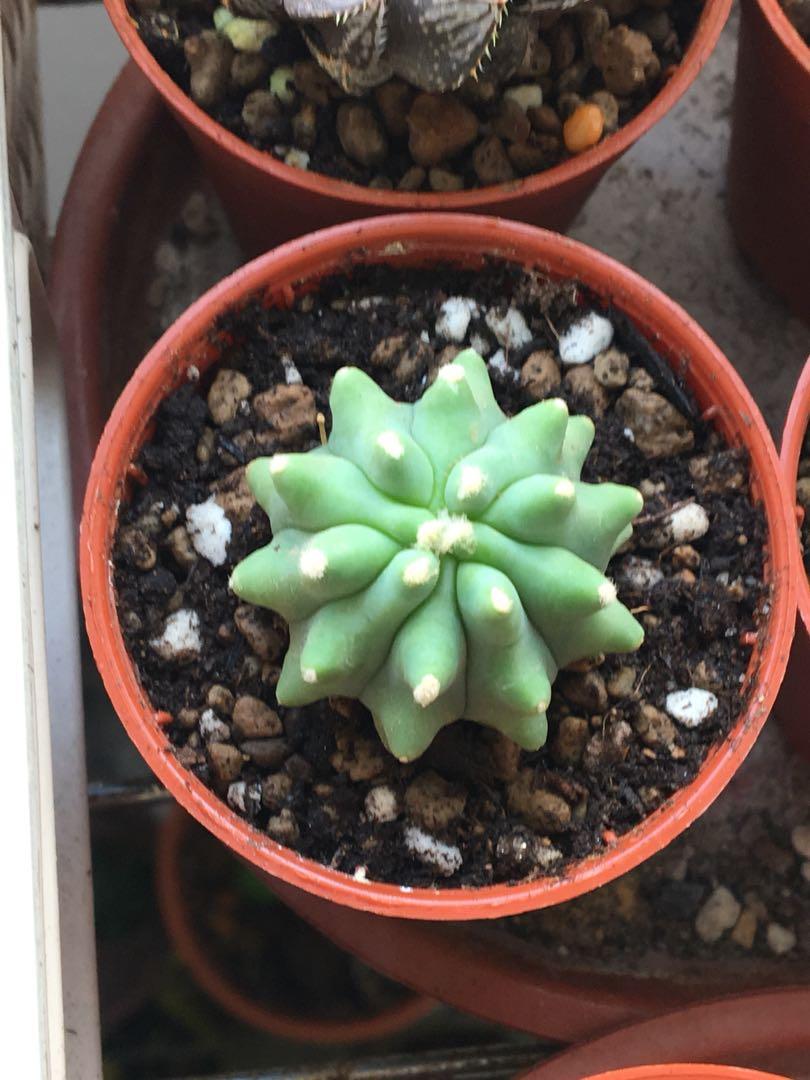 Ferocactus Glaucescens Inermis Gardening Plants On Carousell