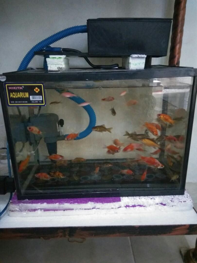 Jual Aquarium Tutup Aquarium Box Filter Selang Mesin Air
