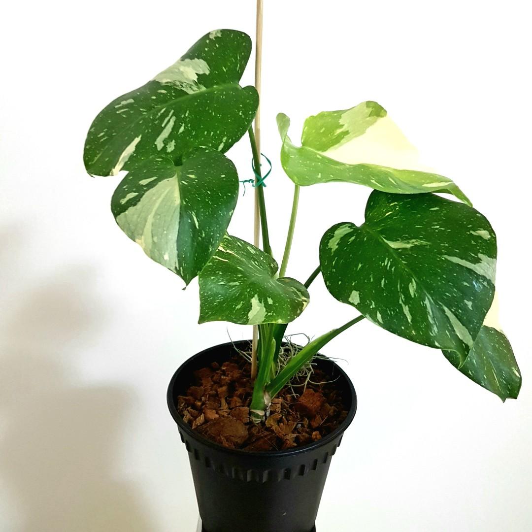 Monstera Thai Constellation Juvenile Young Plant Gardening Plants On Carousell