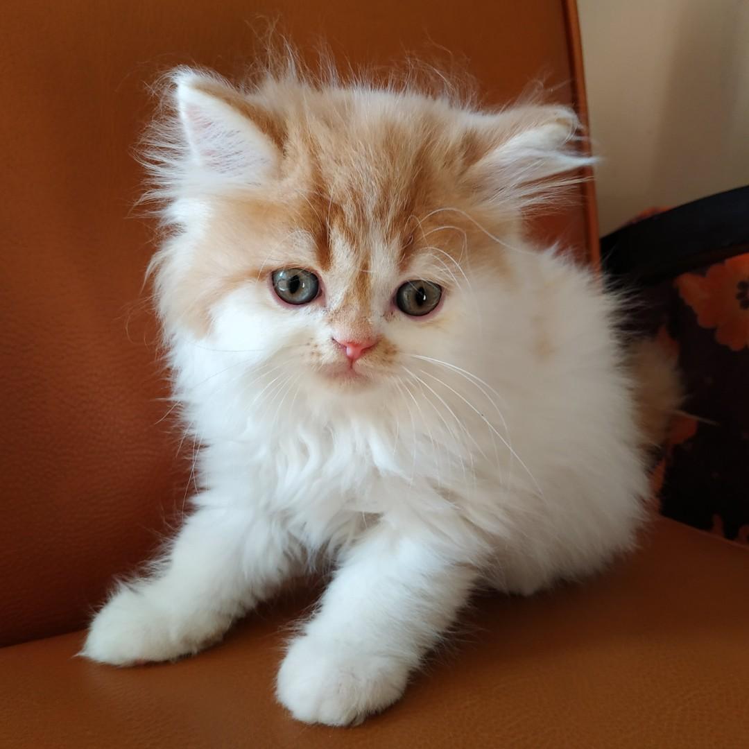 Persia Medium Longhair Kitten Jantan Serba Serbi Others Di Carousell