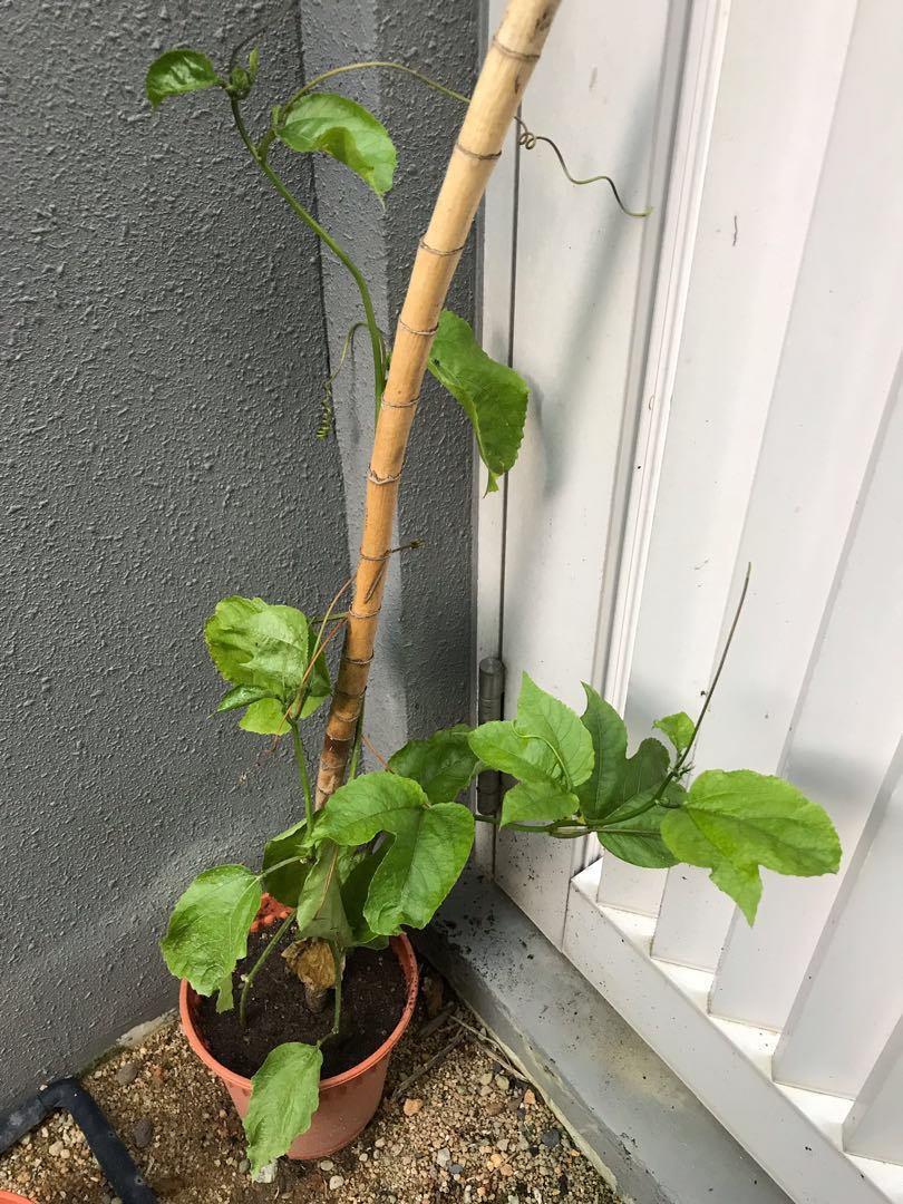 3 Baby Passion Fruit Plants For 10sgd Furniture Home Living Gardening Plants Seeds On Carousell