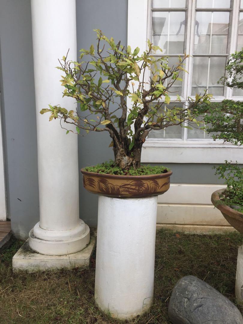 Bignay Bonsai Babies Kids Baby Nursery Kids Furniture Nursery Lighting Decor On Carousell