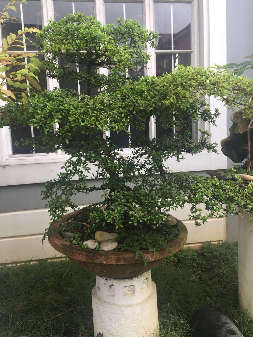 Bucida Spinosa Or Bushida Home Furniture On Carousell