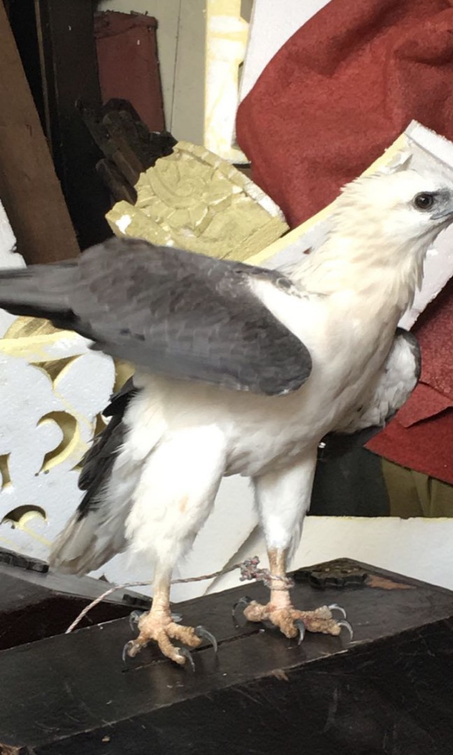 Burung Elang Laut Putih Community On Carousell
