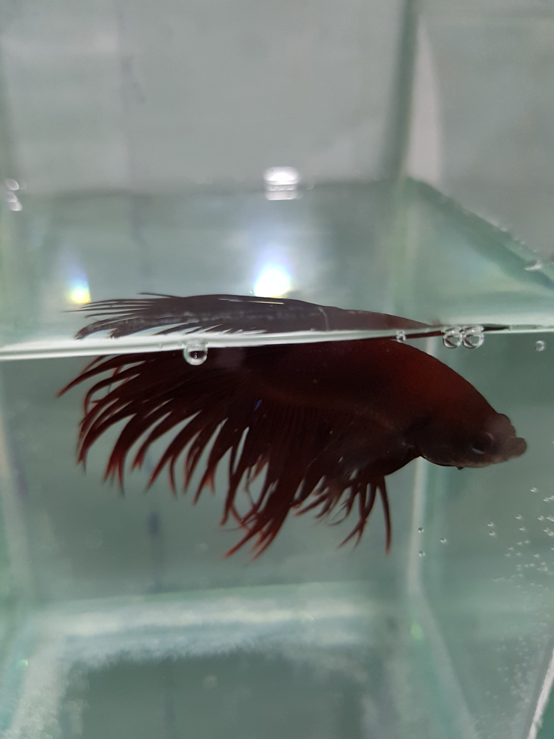 Ikan Cupang Merah Maroon Perkebunan Di Carousell