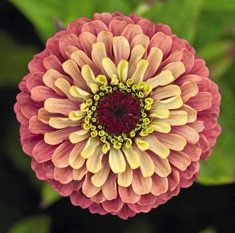 Multi Colour Bonsai Zinnia Flower Seeds Home Furniture Furniture Fixtures Others On Carousell