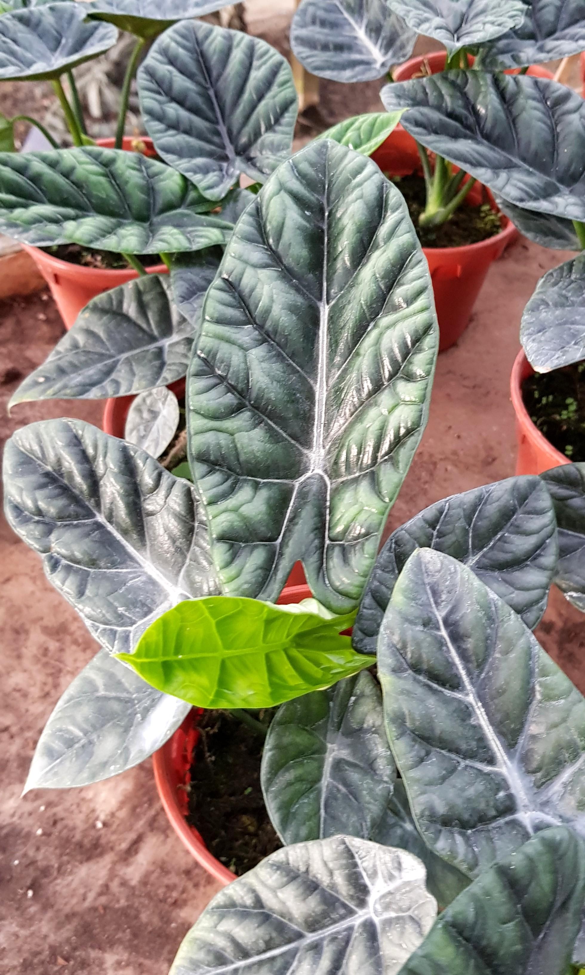 Alocasia Mirror Face