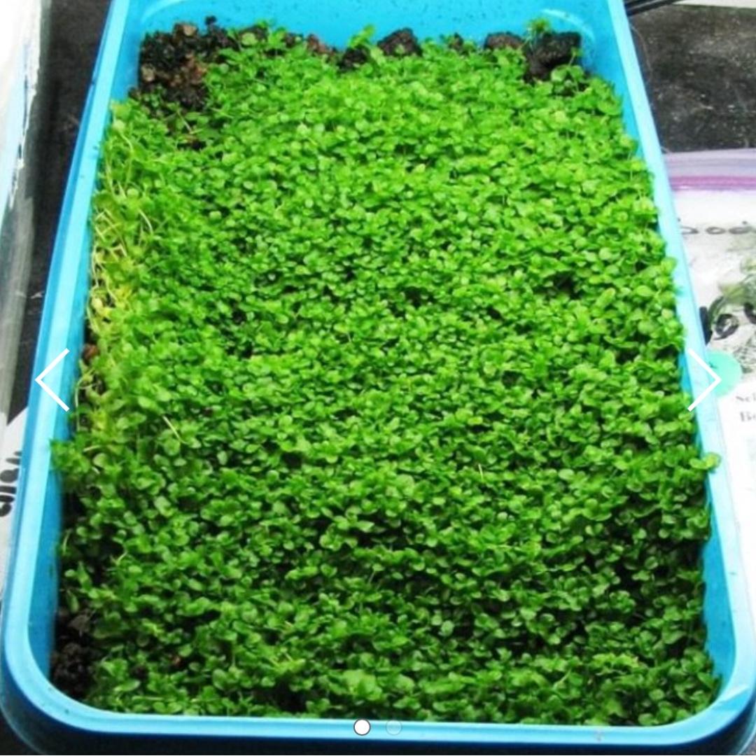 Aquarium Carpet Plant Monte Carlo Hc Gardening Plants On Carousell