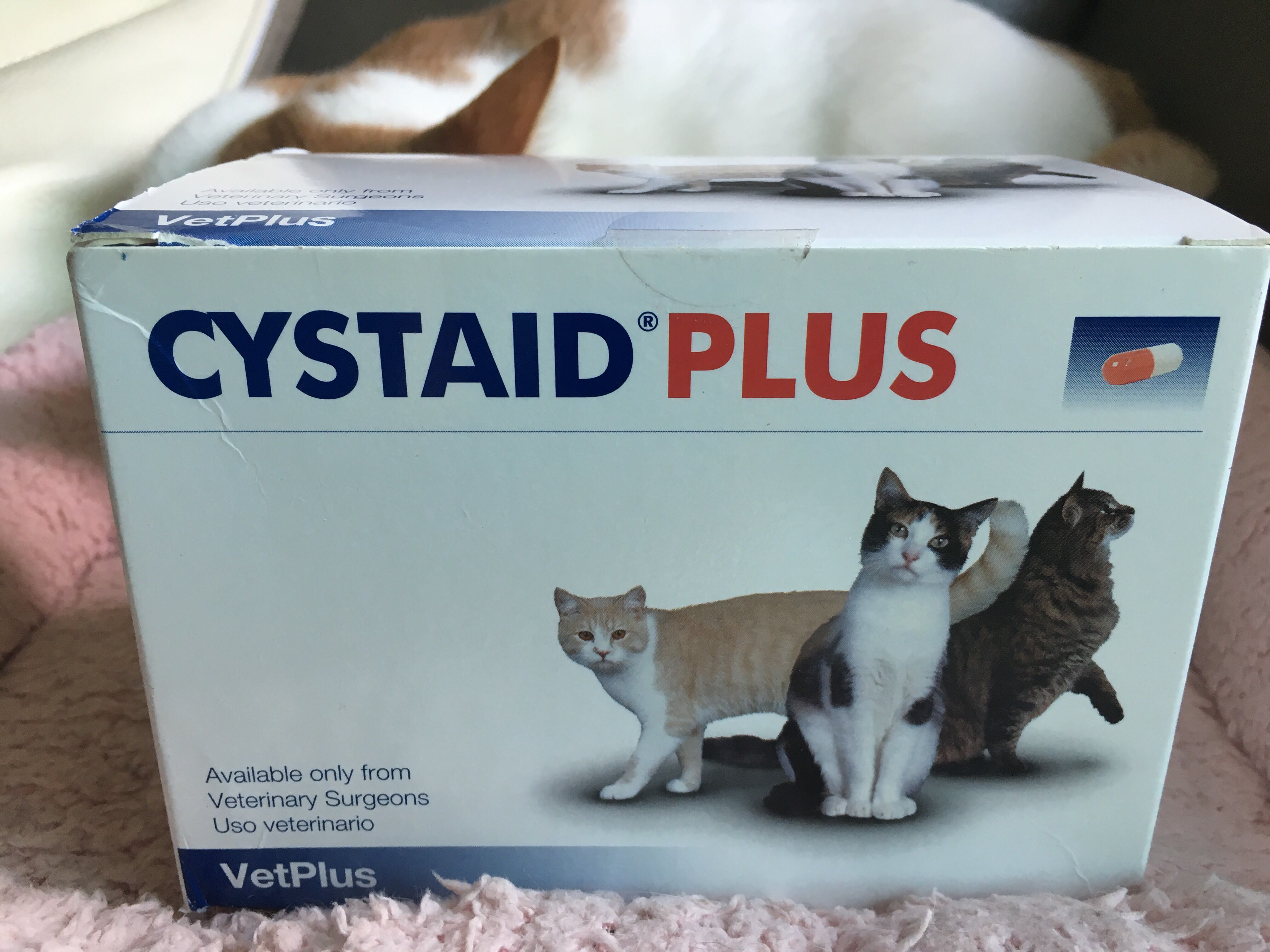 Cystaid Plus 貓貓尿道炎膀胱炎補健品supplement 寵物用品 寵物衣服on Carousell