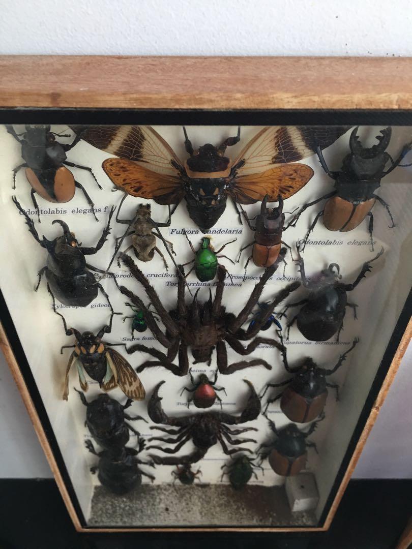 Insect specimens, Furniture & Home Living, Home Decor, Other Home Decor