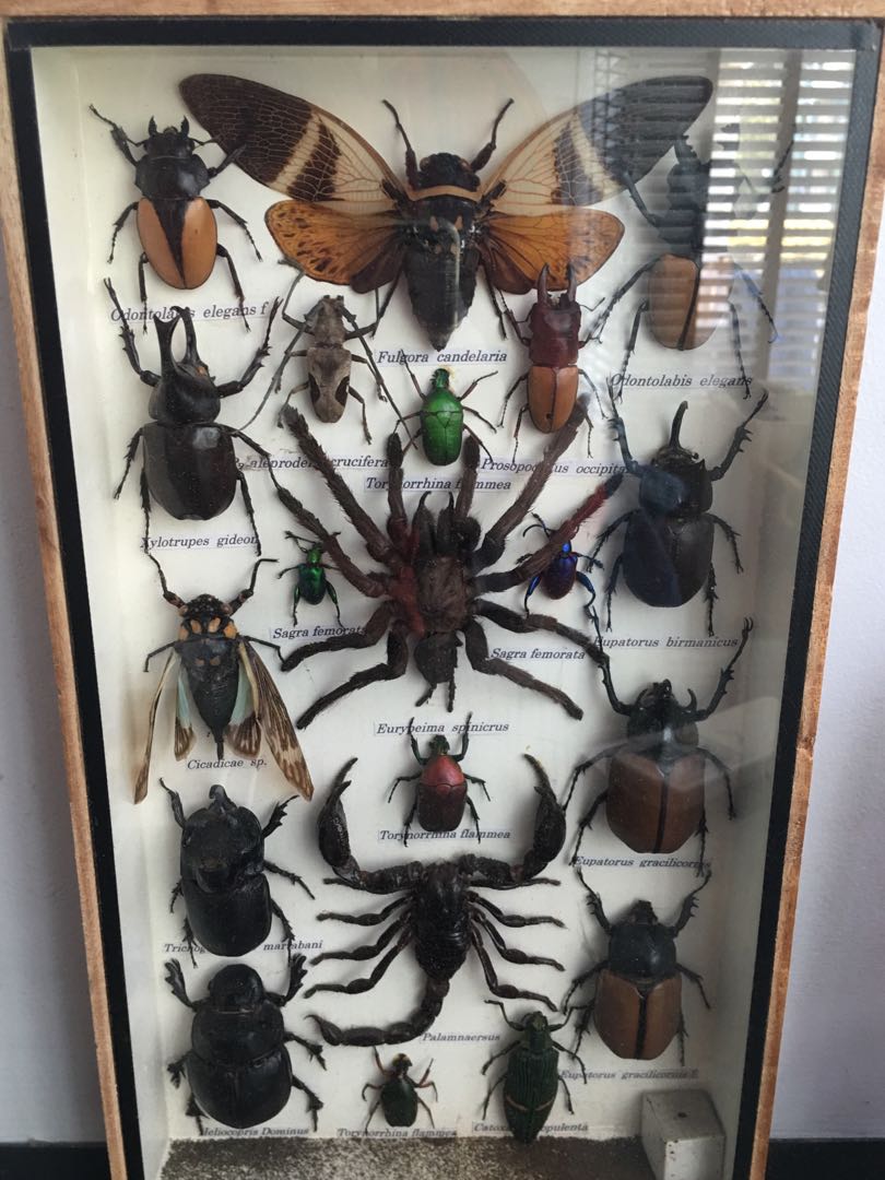Insect specimens, Furniture & Home Living, Home Decor, Other Home Decor