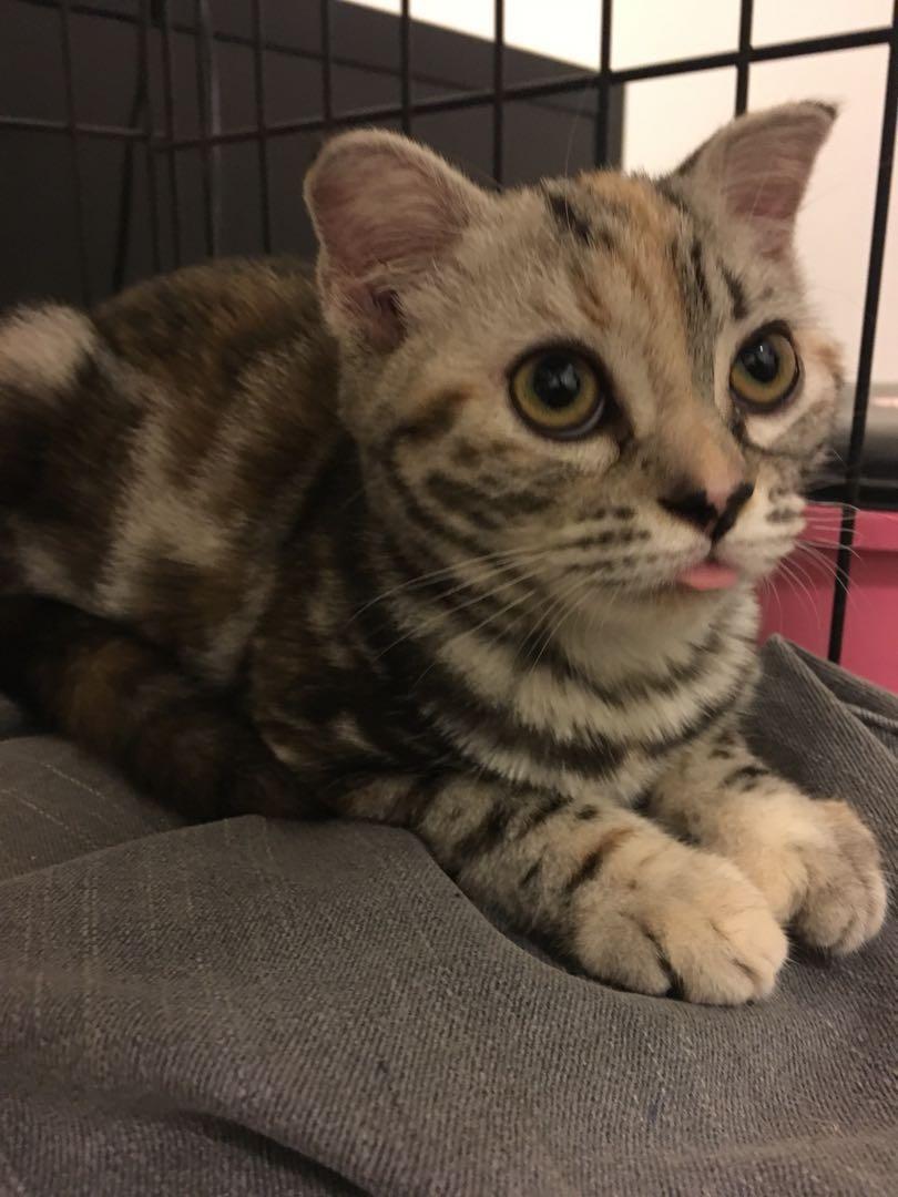 American Scottish Fold Semi Cat Everything Else Others On