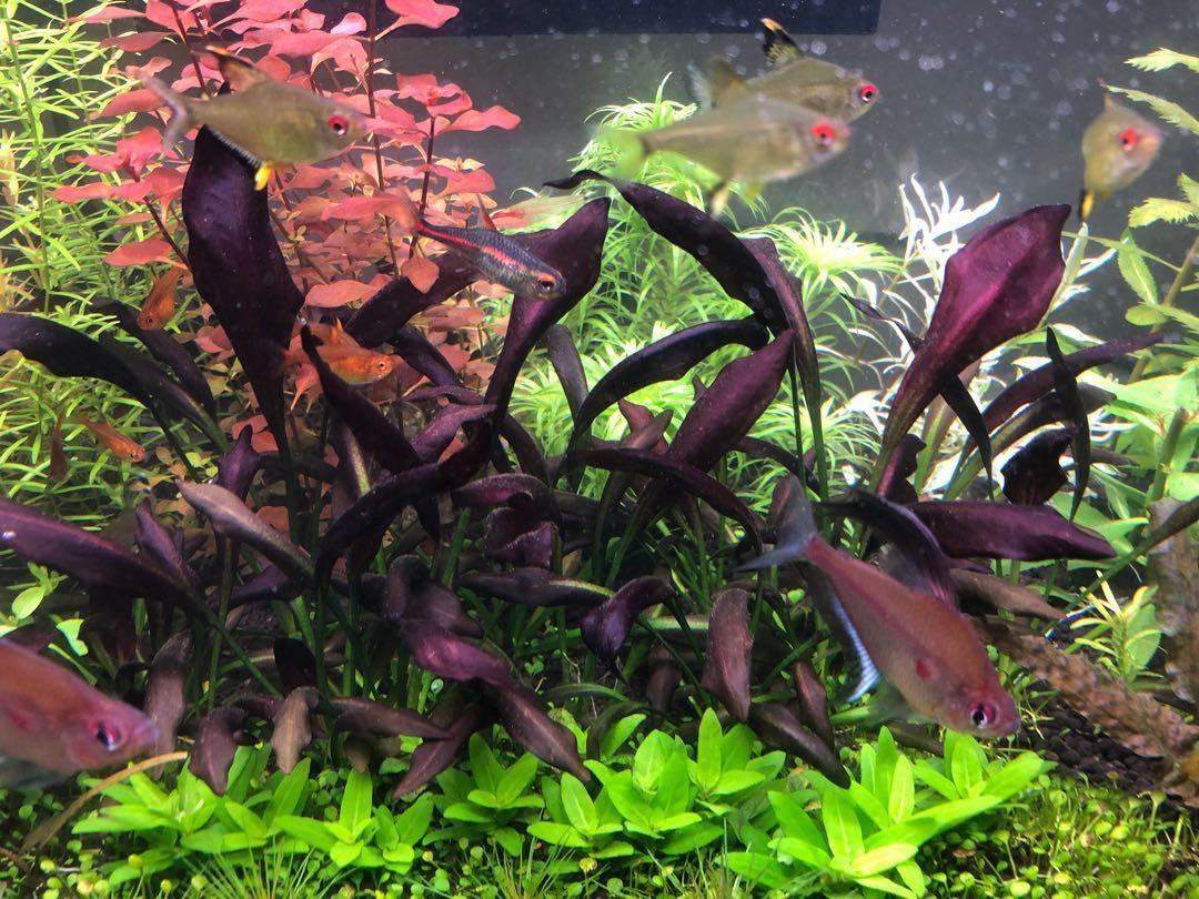Aquatic plant - Echinodorus aflame, Gardening, Plants on Carousell