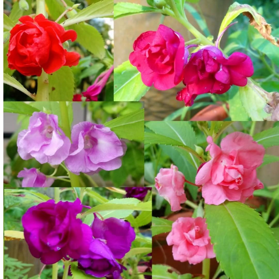 Balsam Seeds 5 Colours Available Gardening On Carousell