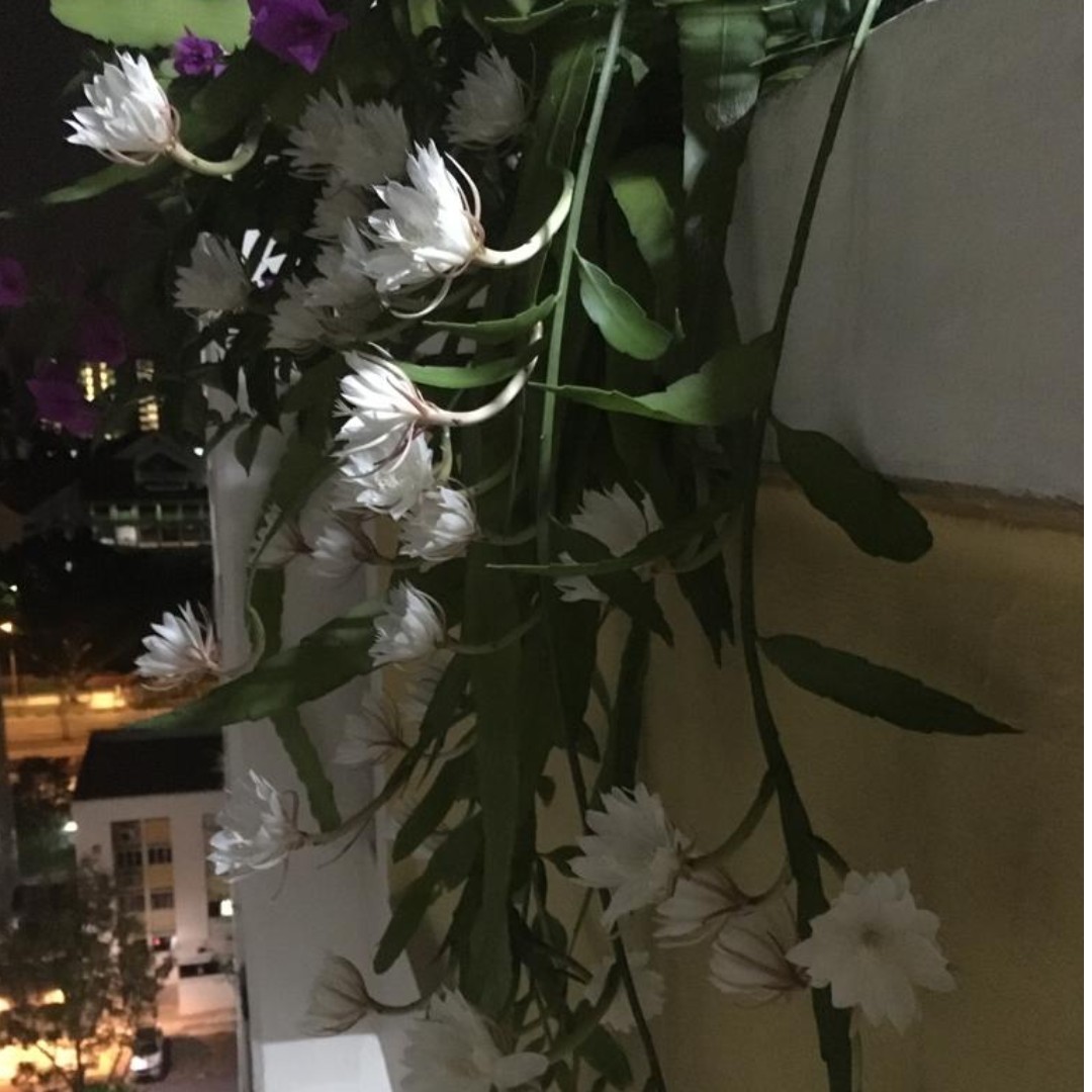 Out Of Stock Queen Of The Night Epiphyllum Oxypetalum Gardening Plants On Carousell
