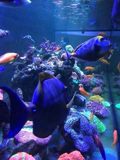 (Category: ) located in . Submitted by aquariumphilippines (Listing ID 192755519, Image 1). Description: .