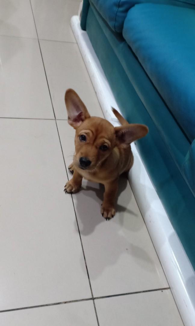 Chow chow dachshund shop