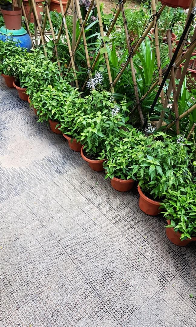 Misai Kucing Orthosiphon Stamineus Gardening Plants On Carousell